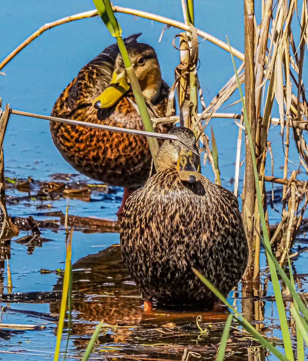 Mottled Duck - ML615314405