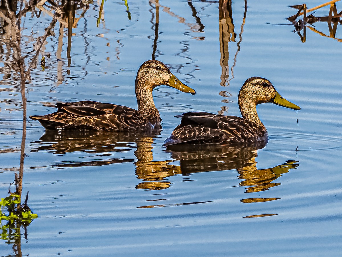 Mottled Duck - Dwayne Litteer