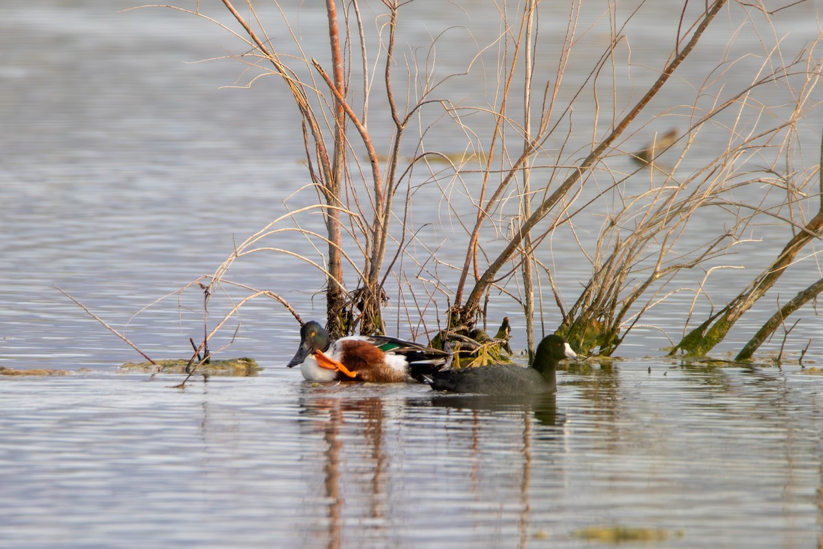 Northern Shoveler - ML615314440