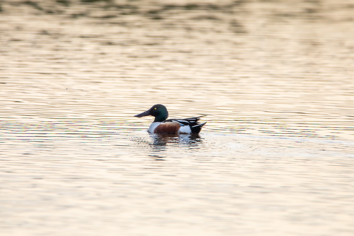 Northern Shoveler - ML615314441