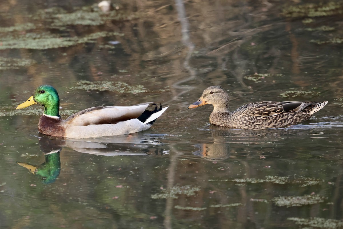 Mallard - ML615314461