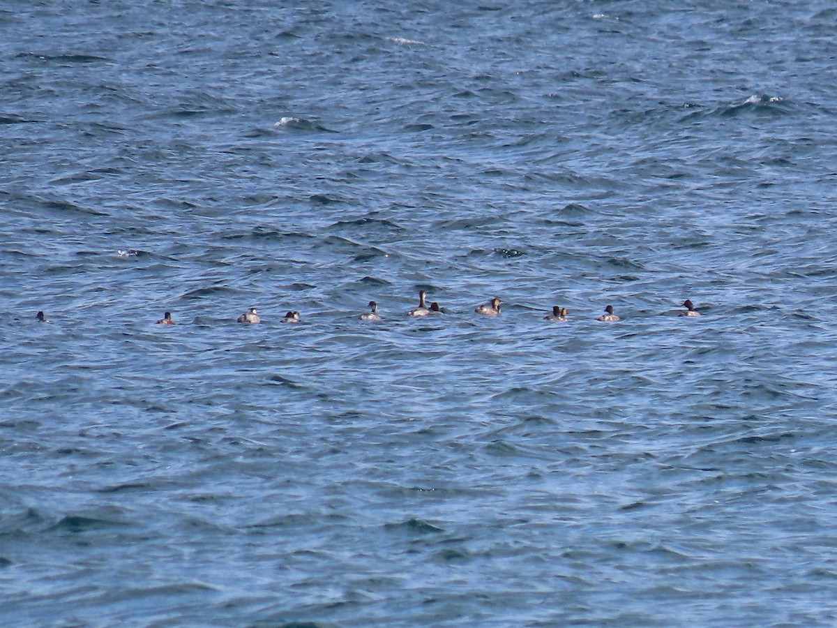 Eared Grebe - ML615314518