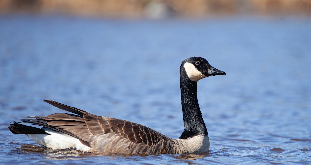 Canada Goose - ML615314558