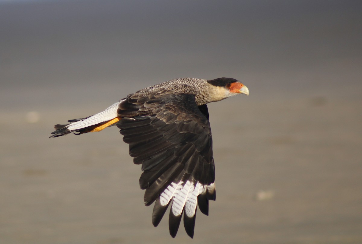 Crested Caracara - ML615314563