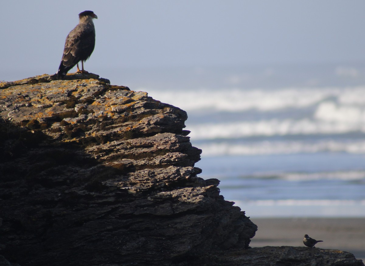 Crested Caracara - ML615314564