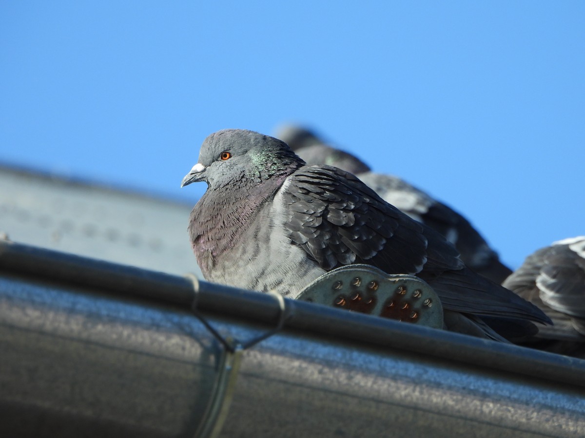 Rock Pigeon (Feral Pigeon) - ML615314641
