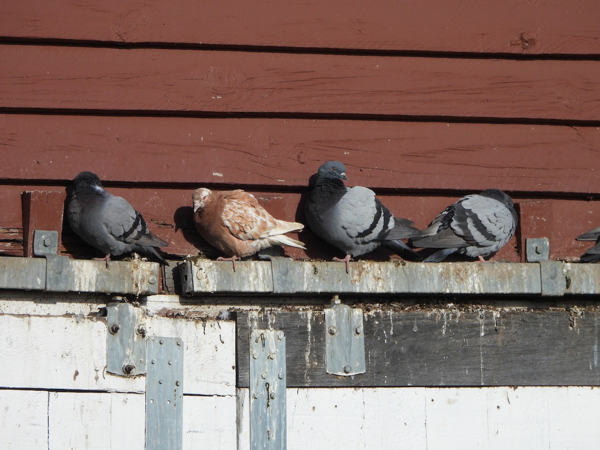 Rock Pigeon (Feral Pigeon) - Pete Huffer