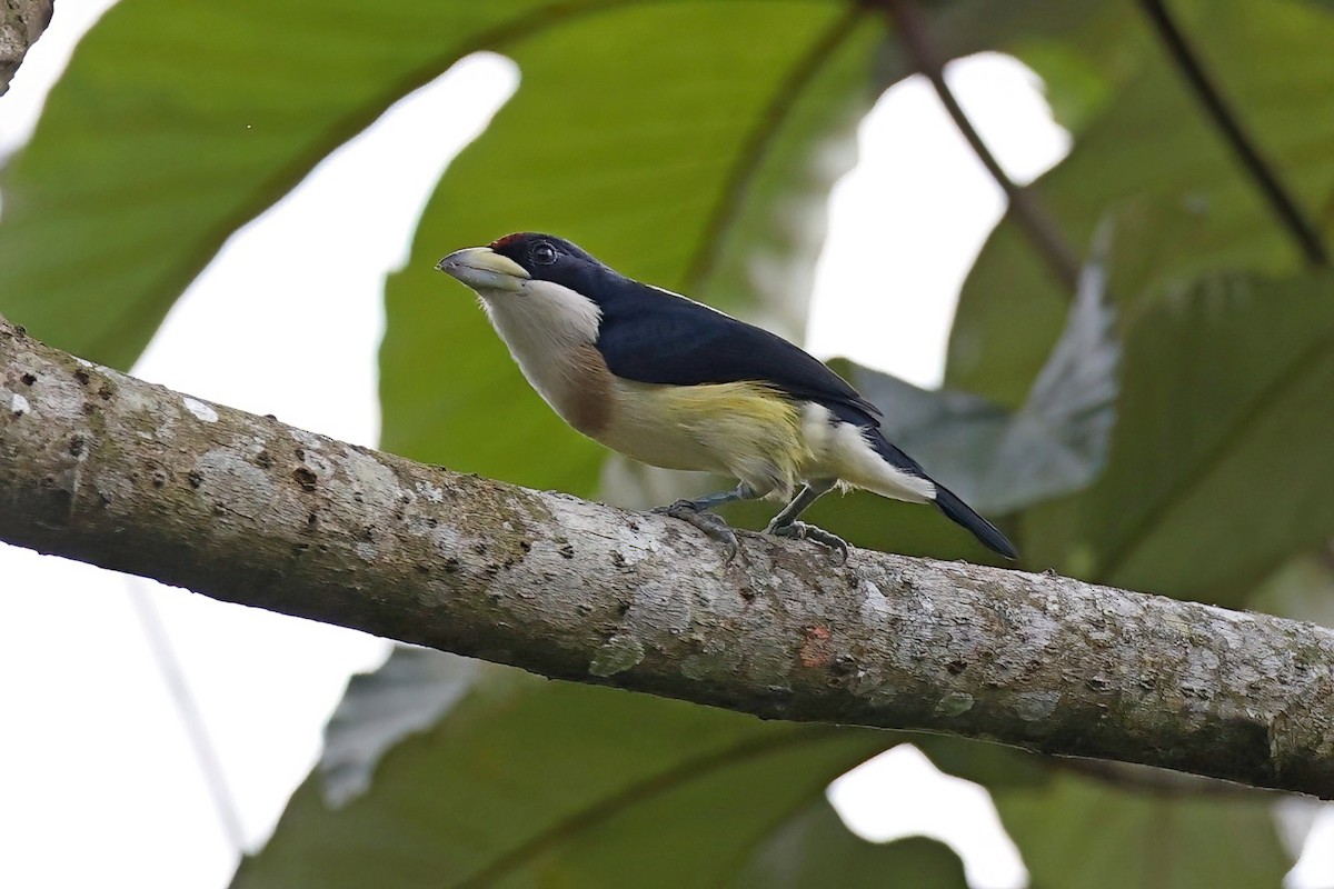 White-mantled Barbet - ML615314689