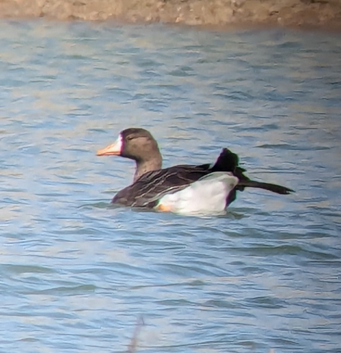 Greater White-fronted Goose - ML615314743