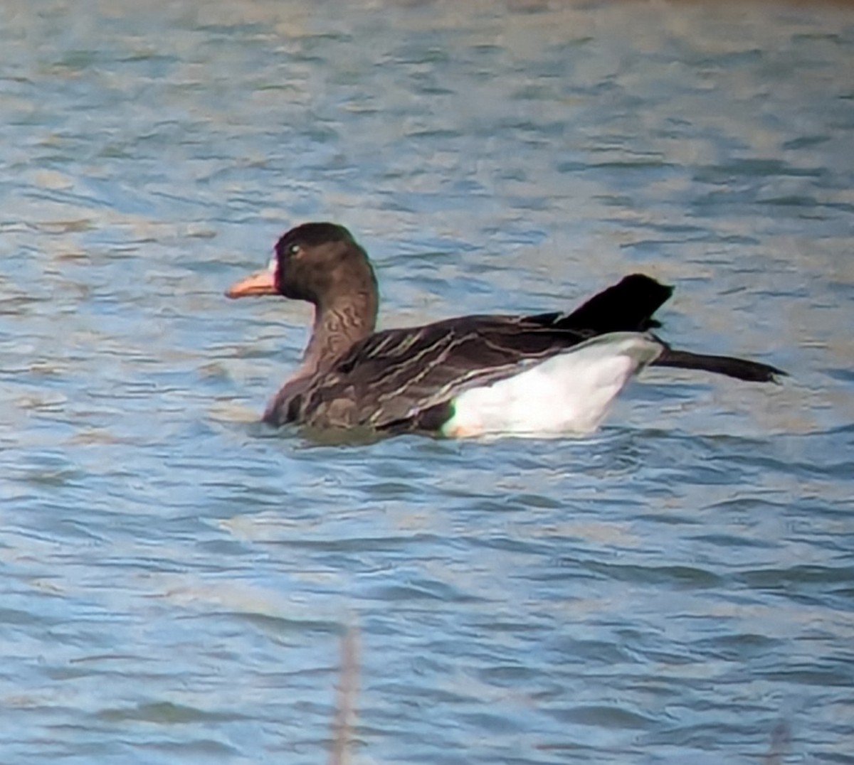 Greater White-fronted Goose - Jack N