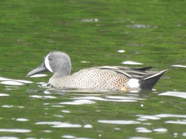 Blue-winged Teal - ML615314770