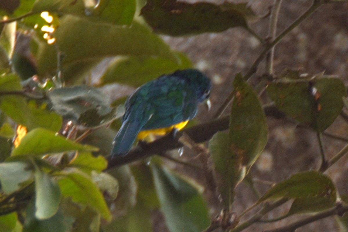 African Emerald Cuckoo - ML615314773