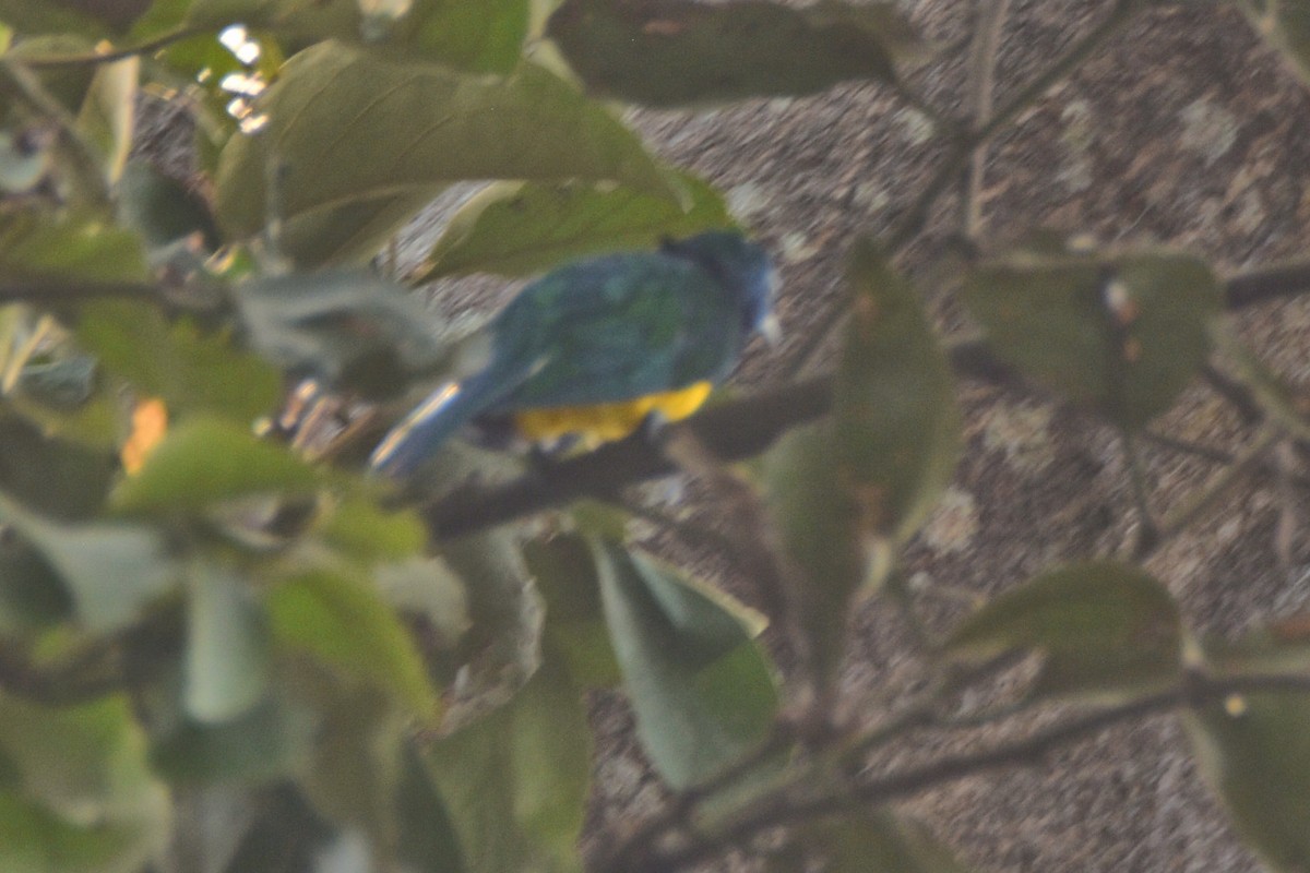 African Emerald Cuckoo - ML615314774