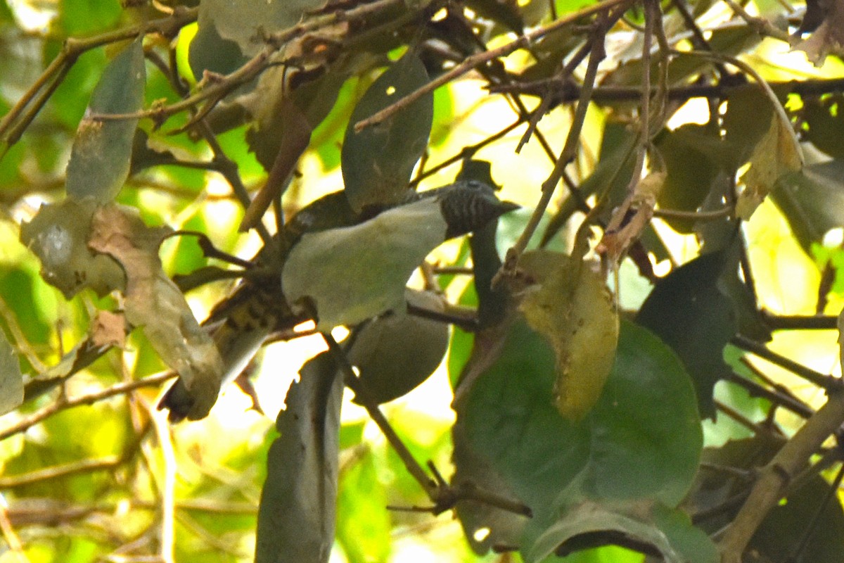 African Emerald Cuckoo - ML615314776