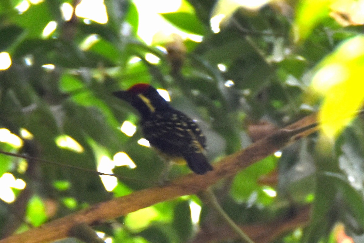 Yellow-spotted Barbet - Peter Kavouras