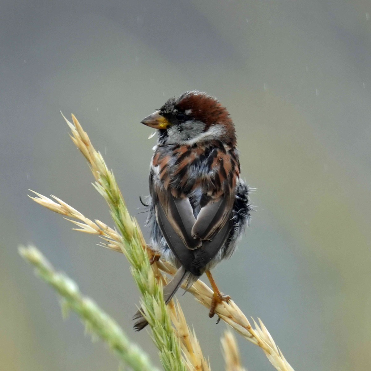 House Sparrow - ML615314839