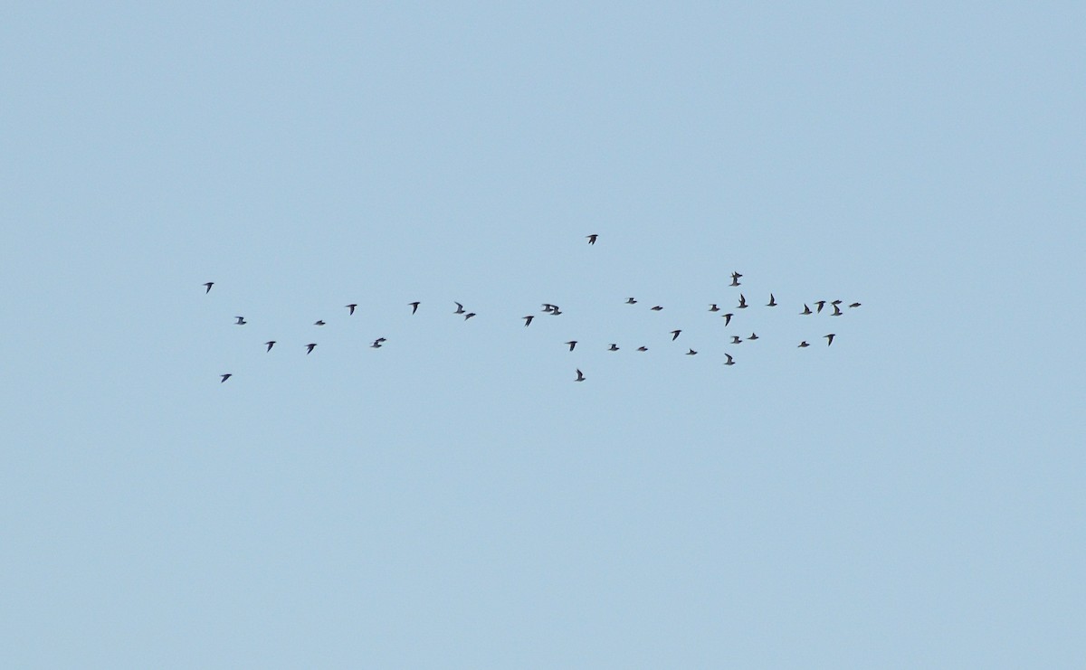 European Golden-Plover - ML615314851