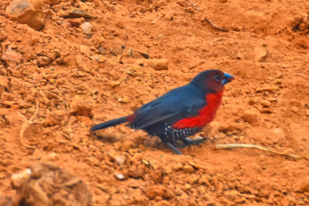 Western Bluebill - ML615314893