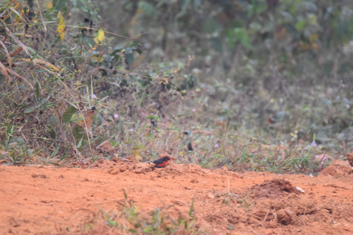 Western Bluebill - ML615314896