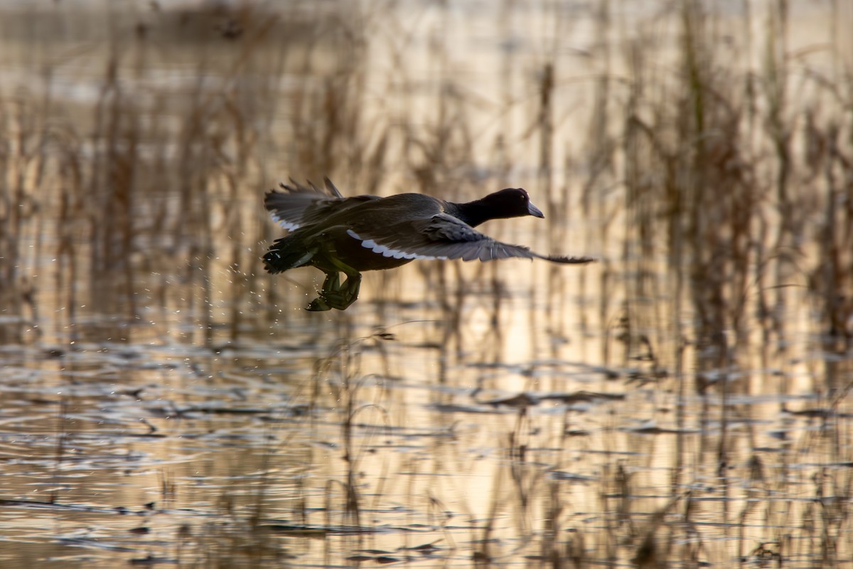 American Coot - ML615314928