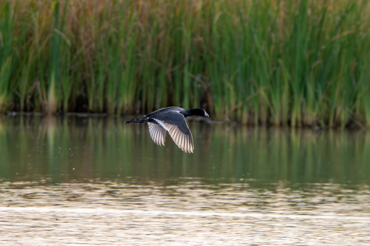 American Coot - ML615314930