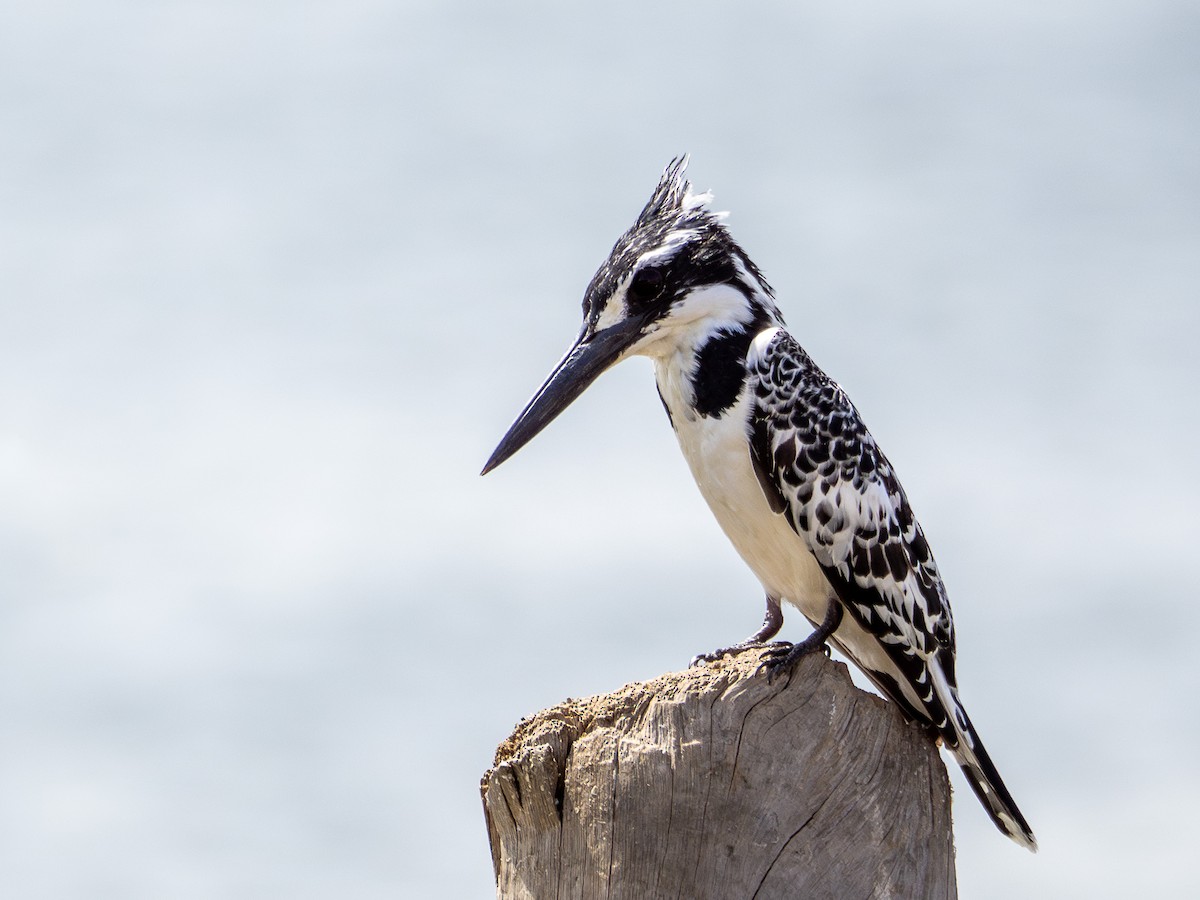 Pied Kingfisher - ML615314982