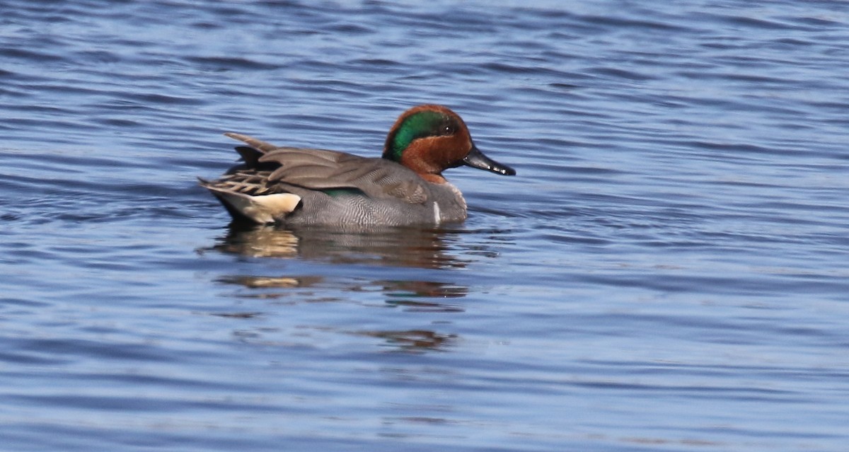 Green-winged Teal - Michael Woodruff