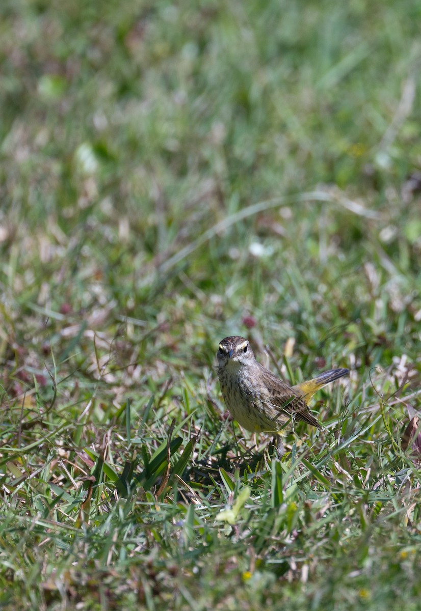 Palm Warbler - ML615315078