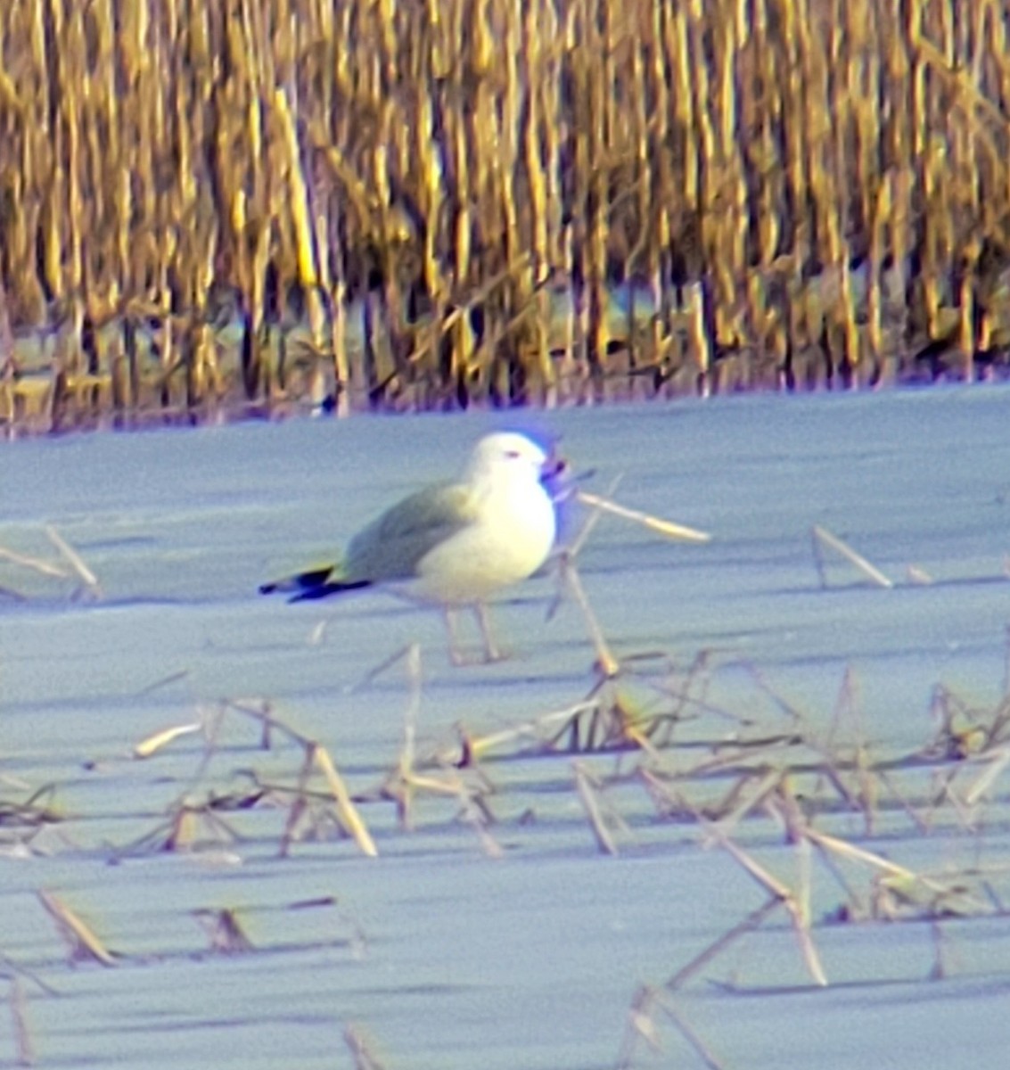 Ring-billed Gull - ML615315119