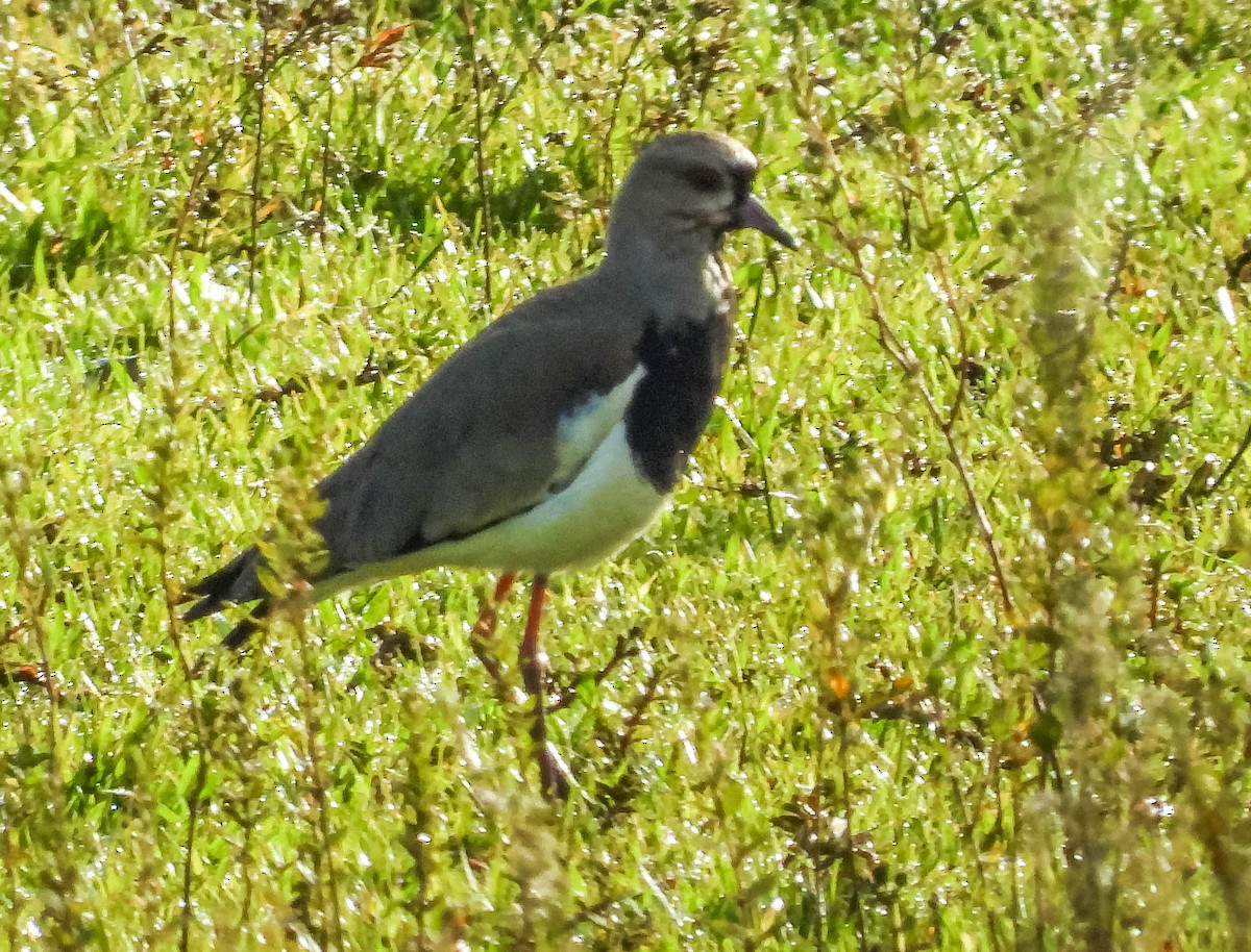 Southern Lapwing - ML615315122