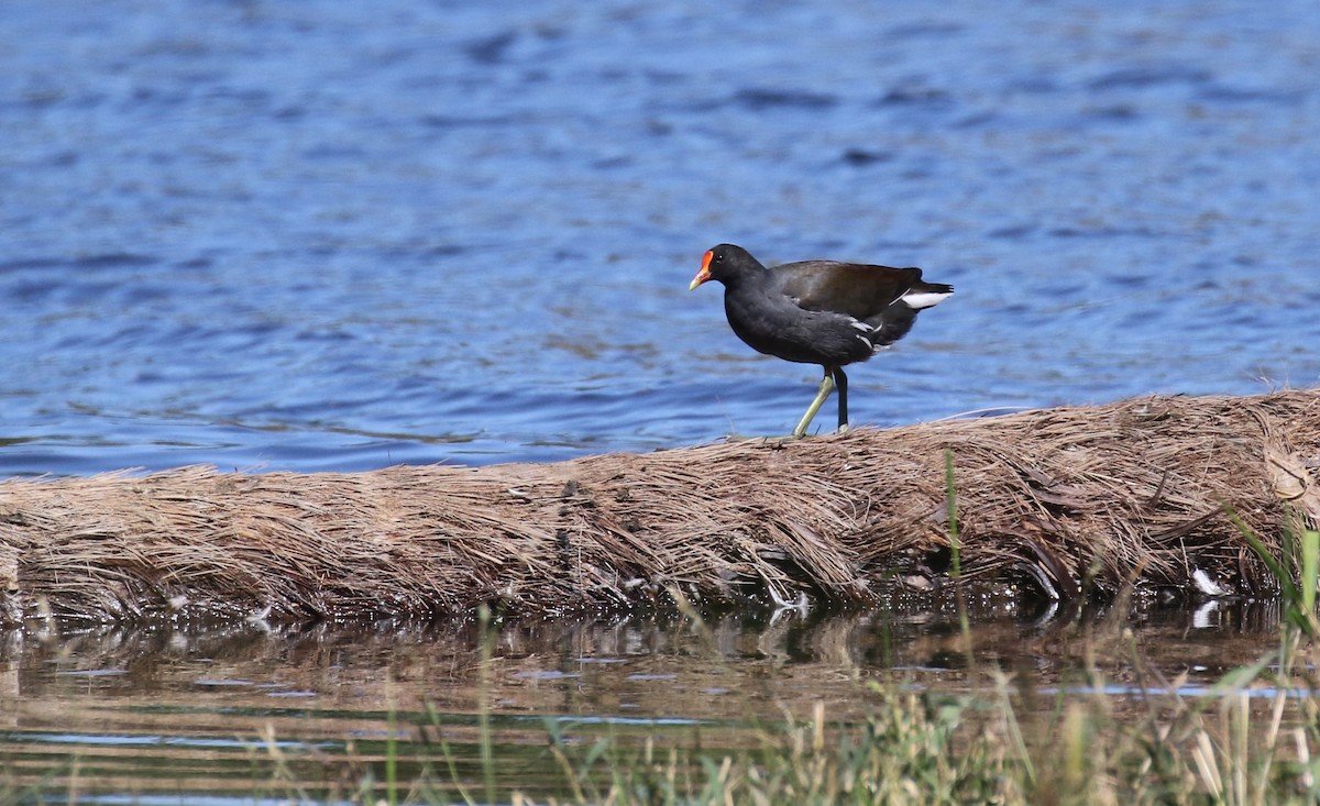 Common Gallinule - ML615315132