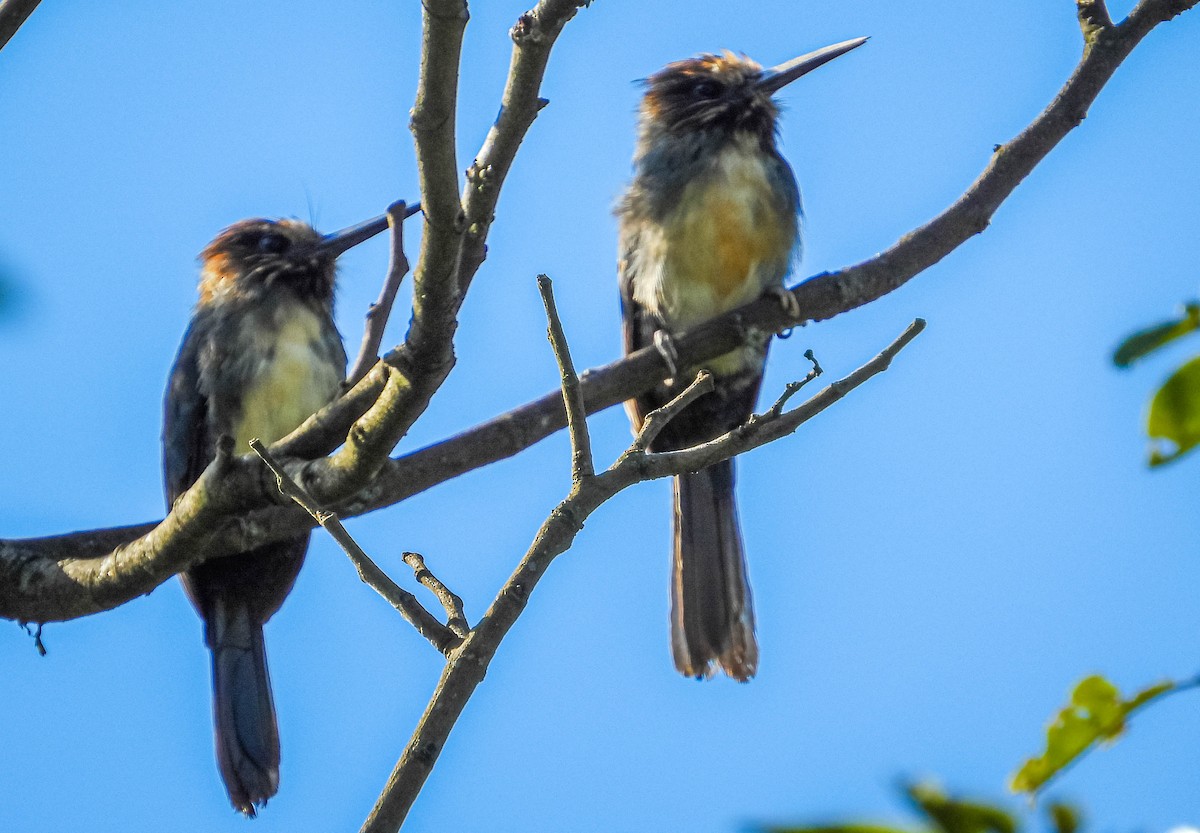 Three-toed Jacamar - ML615315145