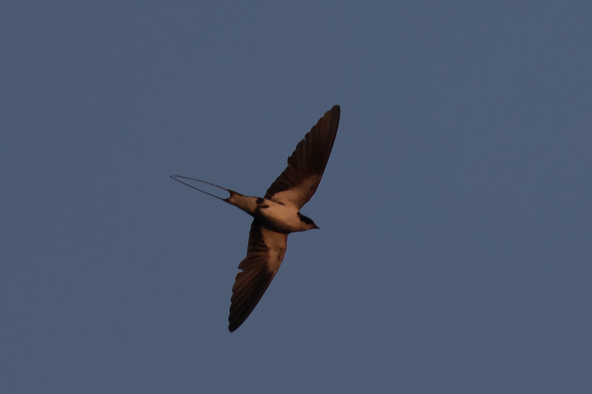 Wire-tailed Swallow - ML615315153