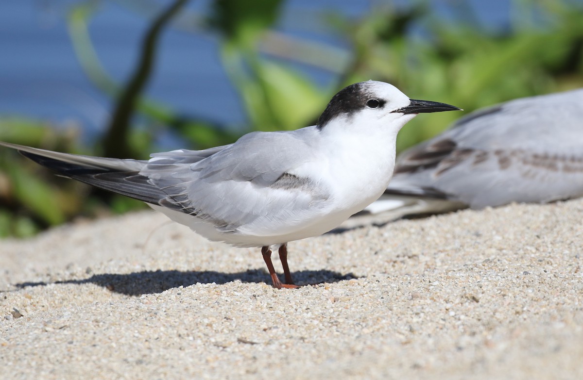 Common Tern - ML615315169