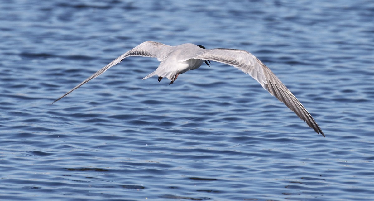 Common Tern - ML615315171