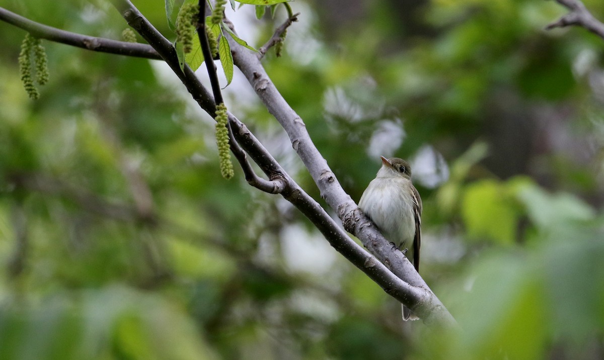 Acadian Flycatcher - Jay McGowan