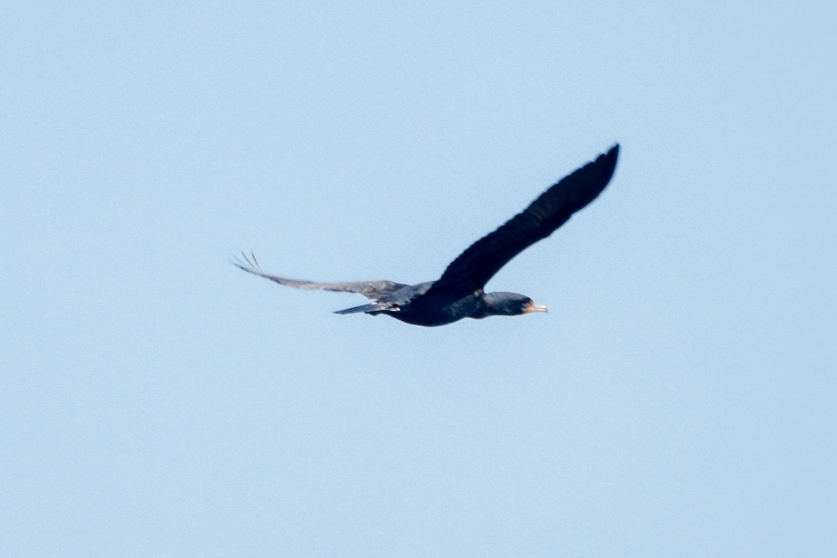 Double-crested Cormorant - ML615315387