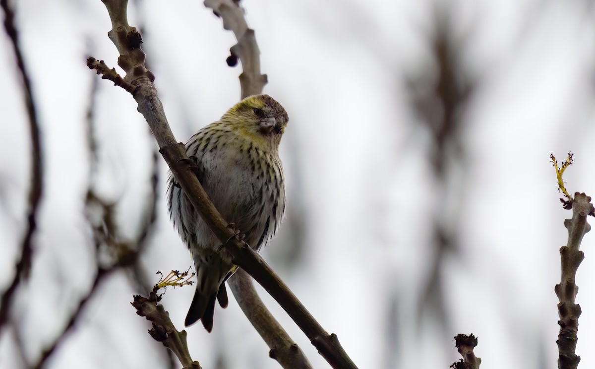 Eurasian Siskin - Chris Jones