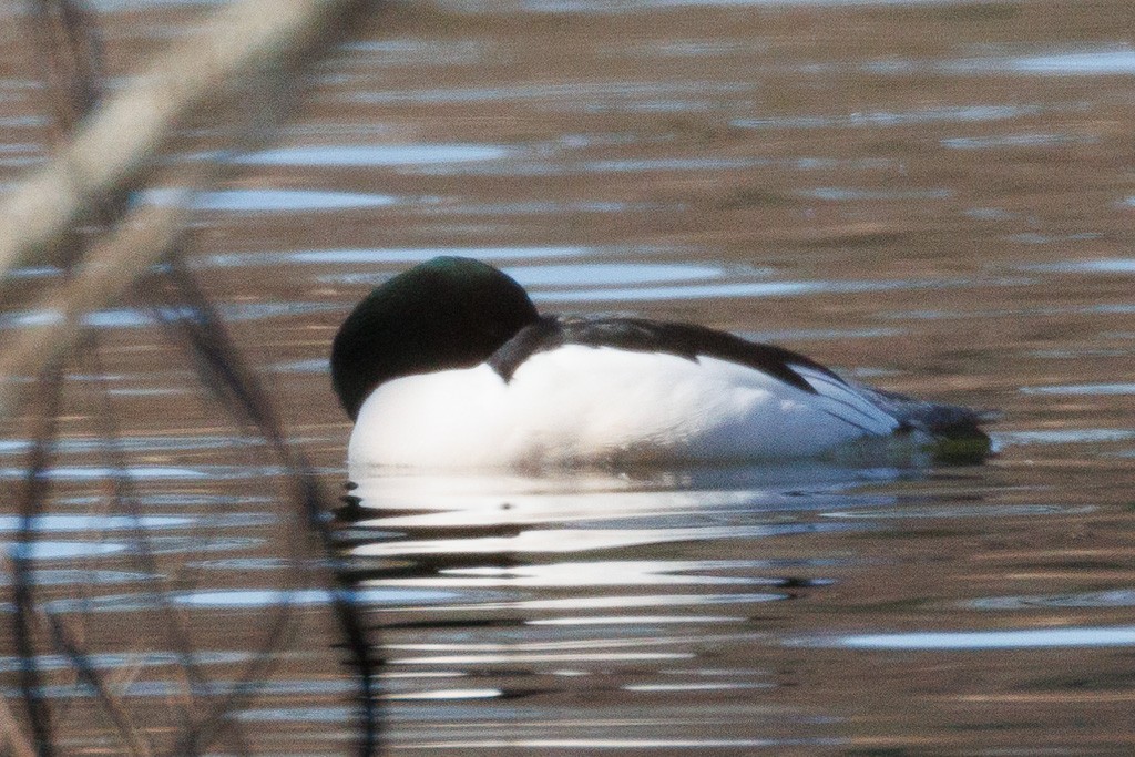 Common Merganser - ML615315584