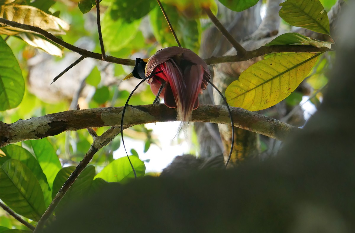 Red Bird-of-Paradise - Sabine Gonelli