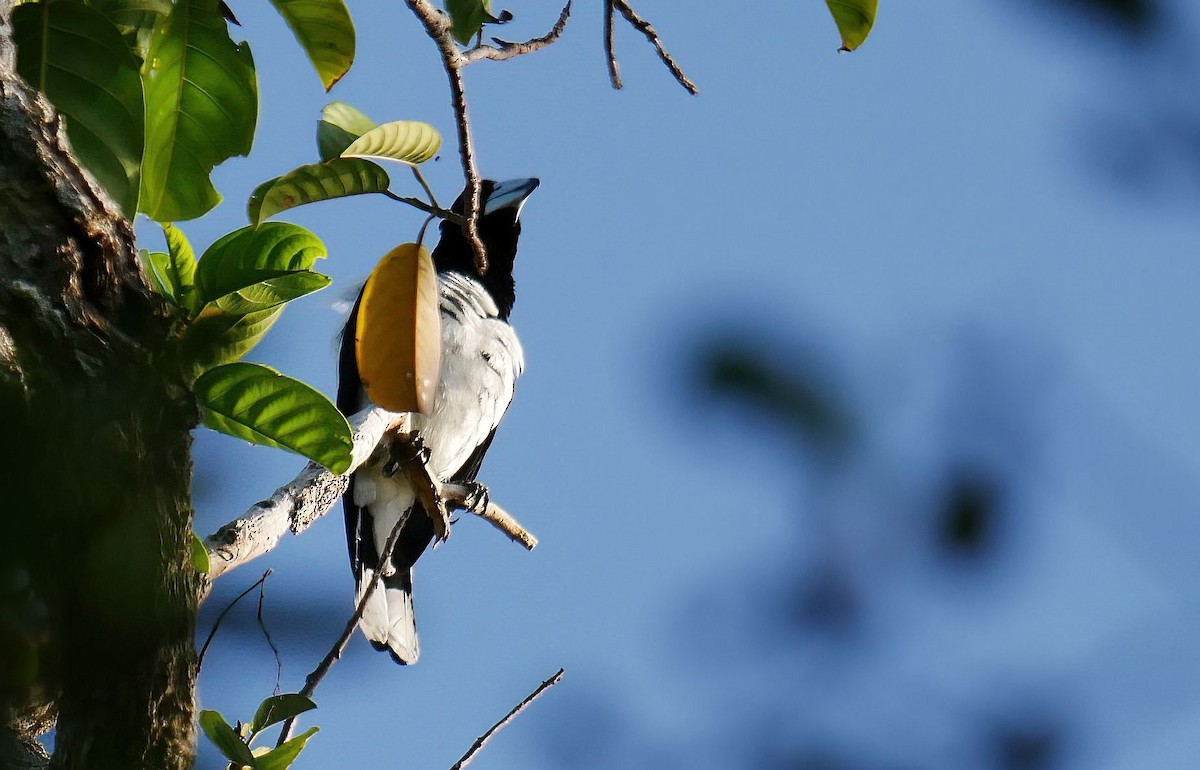 Hooded Butcherbird - ML615315643