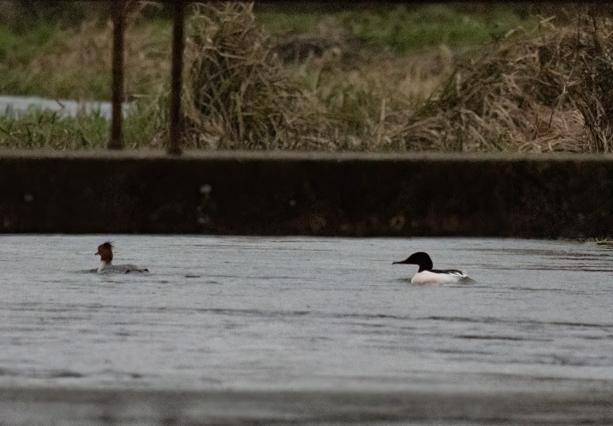 Common Merganser - ML615315657