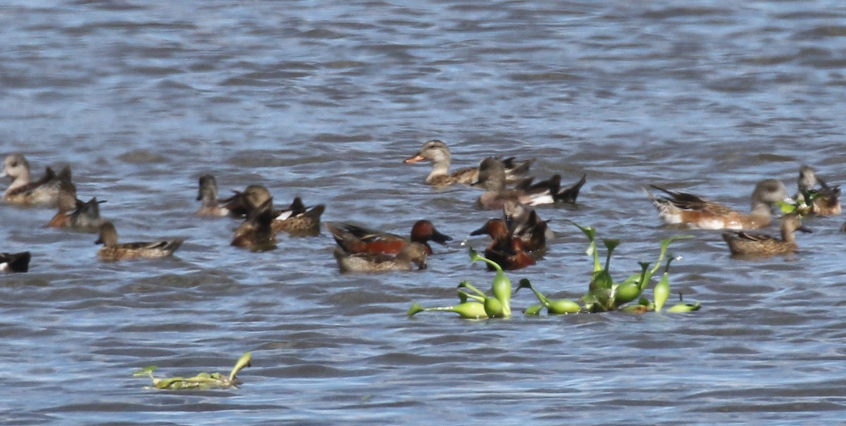 Canard chipeau - ML615315666