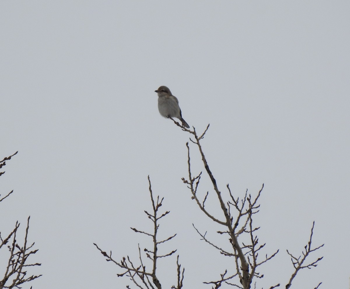 Northern Shrike - ML615315681