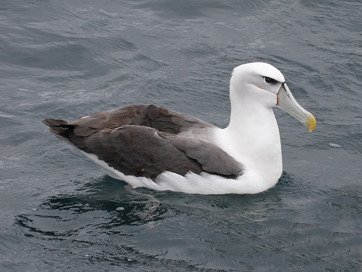 White-capped Albatross - ML615315693