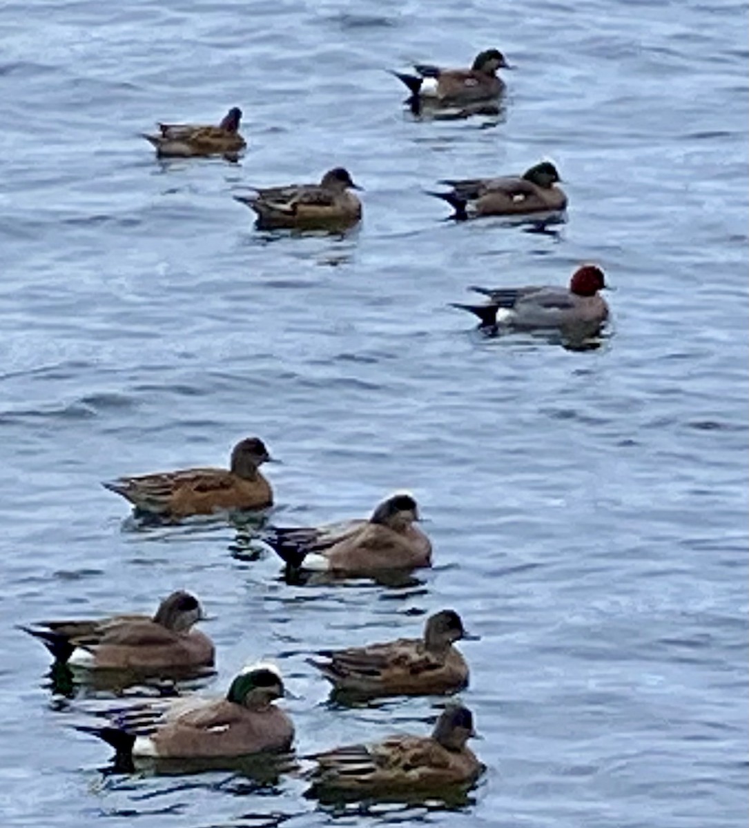 Eurasian Wigeon - ML615315696