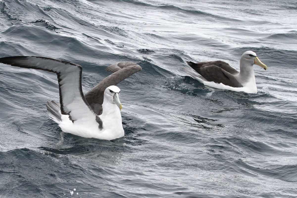 White-capped Albatross - ML615315699