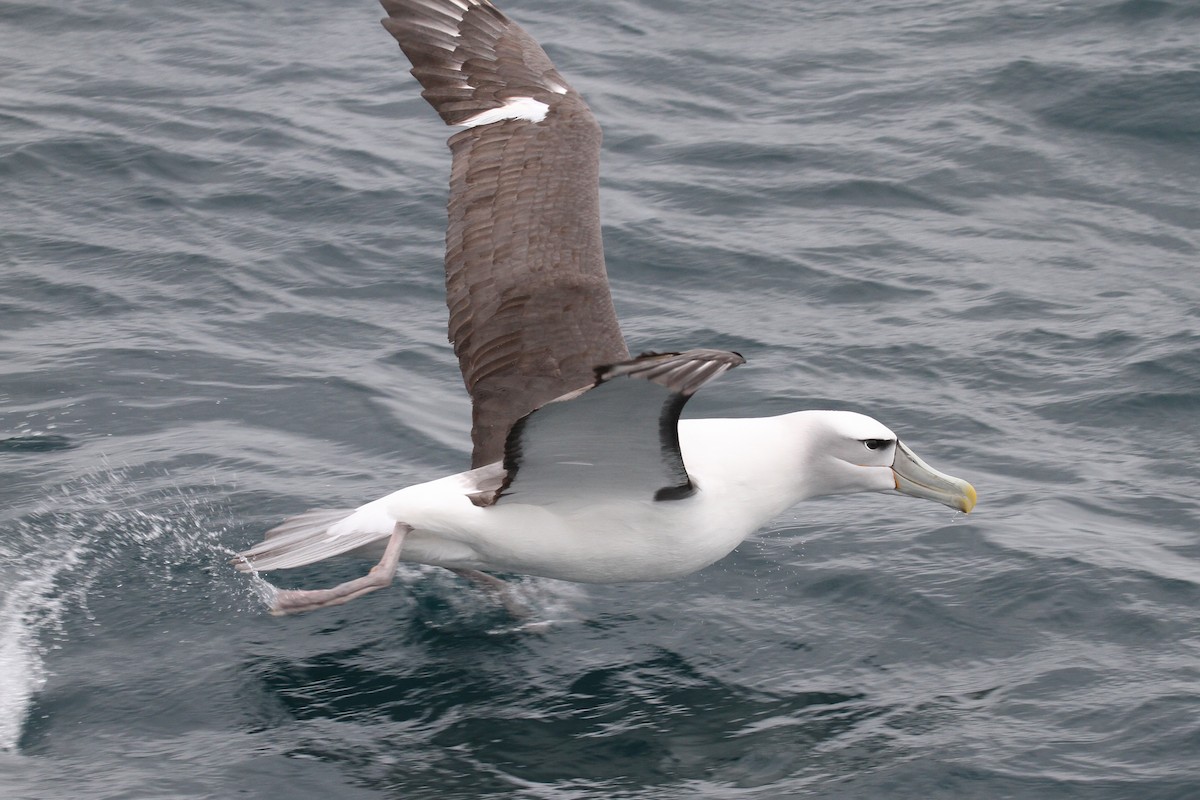 White-capped Albatross - ML615315700