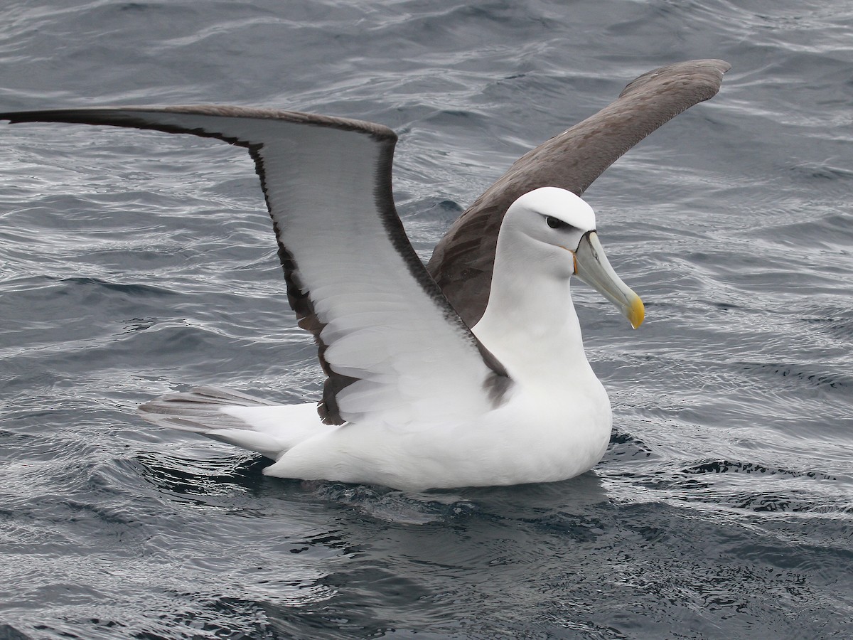 White-capped Albatross - ML615315703