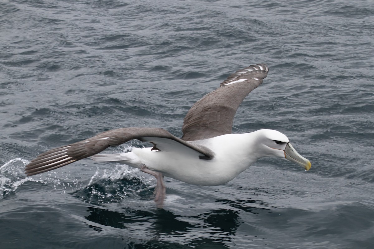 White-capped Albatross - ML615315705